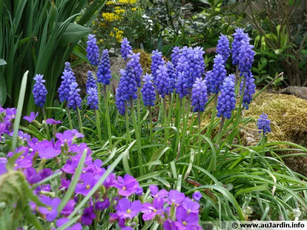 Muscari dArmnie, Muscari armeniacum