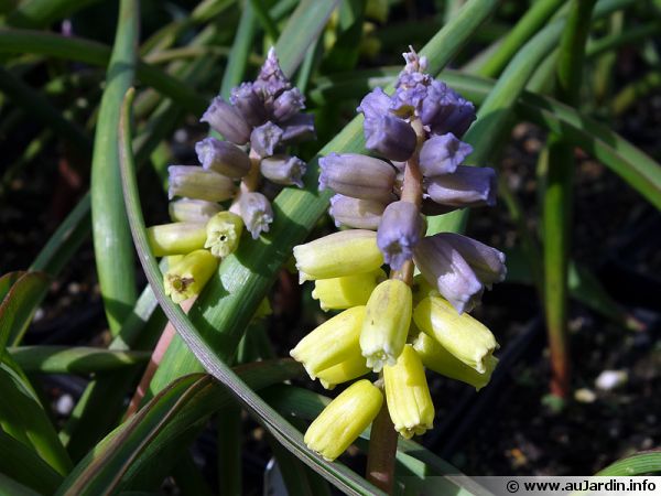 Jacinthe à grappes, Muscari macrocarpum 'Golden Fragrance' : planter,  cultiver, multiplier