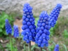 Planter et entretenir le muscari