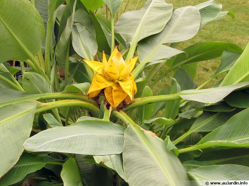 Bananier nain chinois, Lotus d’or, Musella