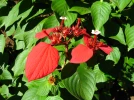 Sang des Ashantis, Mussaenda rouge, Mussaenda erythrophylla
