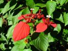 Sang des Ashantis, Mussaenda rouge, Mussaenda erythrophylla