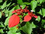 Sang des Ashantis, Mussaenda rouge, Mussaenda erythrophylla Sang des Ashantis, Mussaenda rouge, Mussaenda erythrophylla