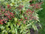 Bambou sacr�, Nandina domestica