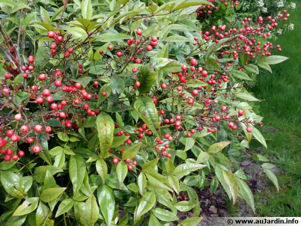Bambou sacré, Nandina domestica