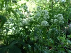 Ricin vivace, Napea dioica