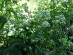 Ricin vivace, Napea dioica