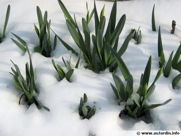Des narcisses apparaissent dans la neige