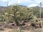 Parc national de Saguaro, plus de 50 espèces de cactus