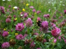 Inviter la Nature au jardin