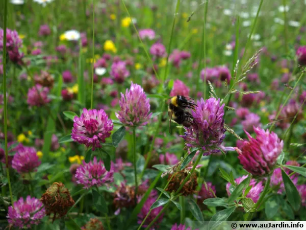 Un peu de nature sauvage au jardin, pour la biodiversit