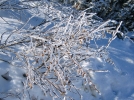 Conseils de jardinage de Dcembre