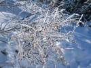 Conseils de jardinage de D�cembre