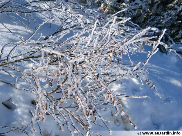 La neige fait son apparition en dcembre
