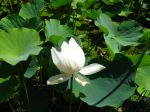 Fleur de Lotus, Nelumbo nucifera