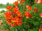 Nemesia hybride 'Magma Orange' Nemesia hybride 'Magma Orange'