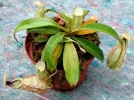 Npenths de Raffles, Nepenthes rafflesiana