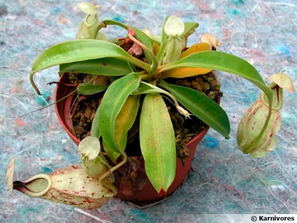 Népenthès de Raffles, Nepenthes rafflesiana