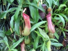 Npenths, Nepenthes ventricosa