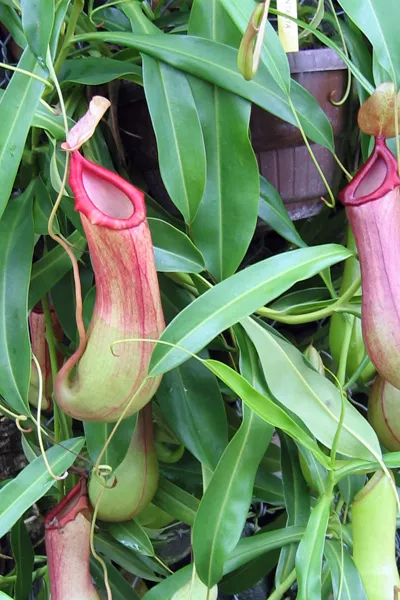 Nepenthes Alata - Plante Carnivore Sarracénie Pourpre En Pot De 14cm