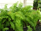 Fougre en pe gante, Nephrolepis biserrata