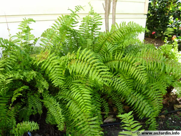 Fougère en épée géante, Nephrolepis biserrata