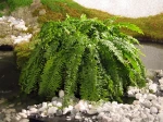 Foug�re d'int�rieur, Nephrolepis exaltata