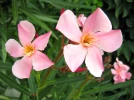Laurier rose 'Villa Romaine', Nerium oleander 'Villa Romaine'