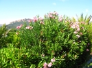 La taille des arbustes  floraison estivale