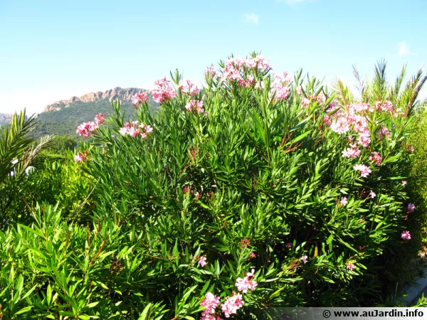 Une haie de lauriers roses