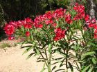Cultiver un laurier rose en pot