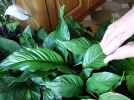 Nettoyer les plantes d'intrieur
