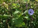 Faux-coqueret, Nicandre bleu, Pomme du P�rou, Nicandra physalodes