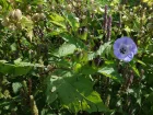 Faux-coqueret, Nicandre bleu, Pomme du Prou, Nicandra physalodes