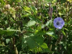 Faux-coqueret, Nicandre bleu, Pomme du P�rou, Nicandra physalodes 'Violacea'