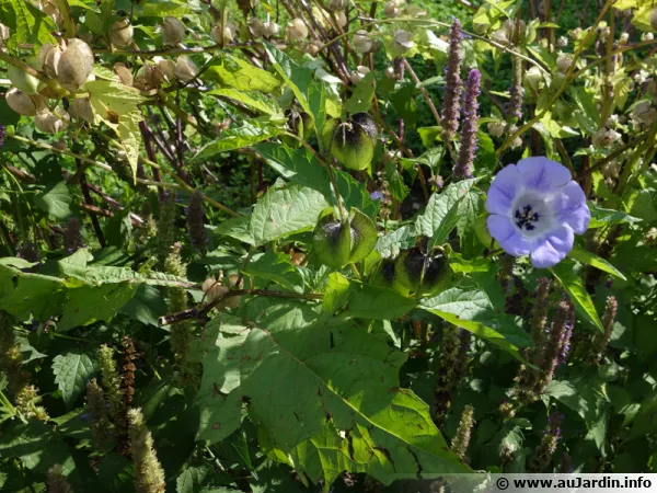 Faux-coqueret, Nicandre bleu, Pomme du Pérou, Nicandra physalodes 'Violacea'