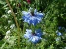 Nigelle de Damas, Patte d'araign�e, Barbe de Capucin, Nigella damascena