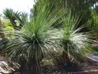Noline, Nolina matapensis