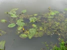 N�nuphar jaune, Plateau, Aillout d�eau, Nuphar lutea