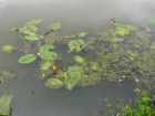 Nnuphar jaune, Plateau, Aillout deau, Nuphar lutea