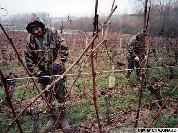 La taille de la vigne