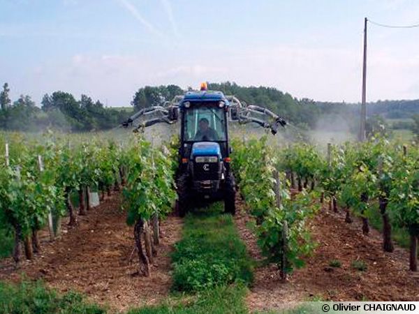 Traitement raisonné des vignes
