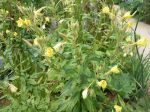 Onagre bisannuelle, Œnothère bisannuelle, Jambon du jardinier, Herbes aux ânes, Oenothera biennis Onagre bisannuelle, Œnothère bisannuelle, Jambon du jardinier, Herbes aux ânes, Oenothera biennis