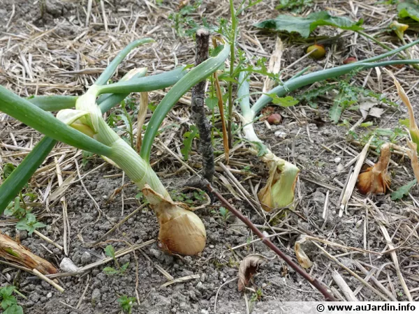 Oignon 'Poire Bamberg'