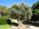 Planter un olivier