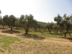Les différentes méthodes pour tailler un olivier