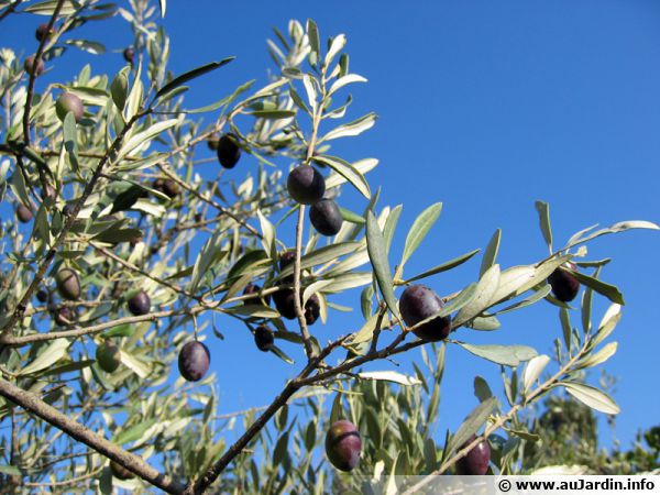 La fructification de l'olivier