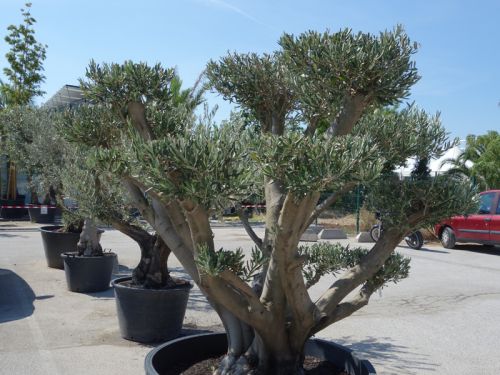 Planter un olivier en pot