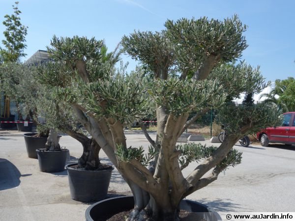 planter un jeune olivier