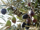 Quand r�colter les olives�?